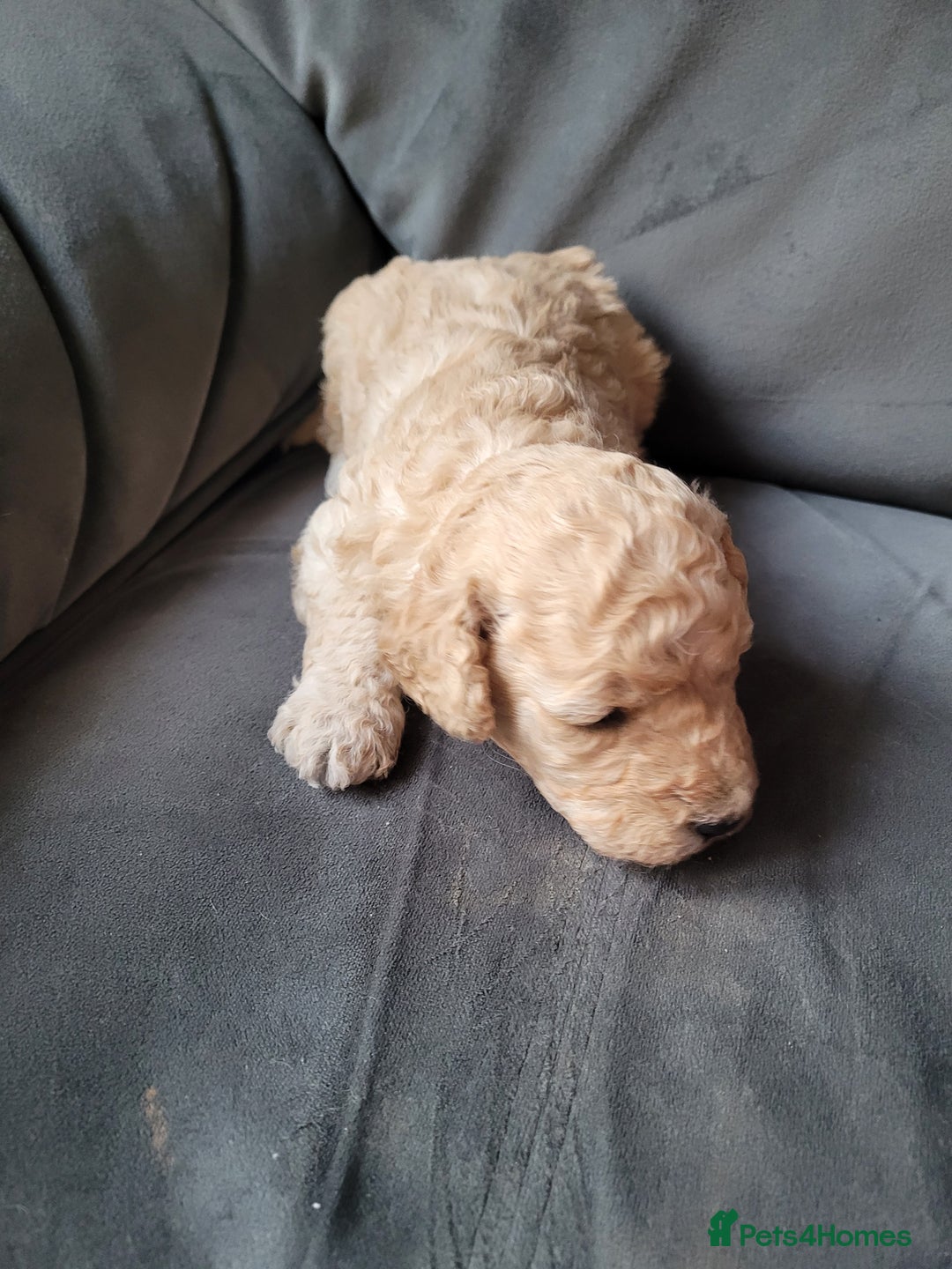Cockapoo dogs for sale: Cockapoo puppies 💝  - Advert 10