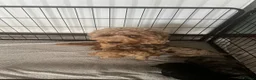 Cockapoo dogs for sale: Beautiful Minature F2B Cockapoos - Advert 2