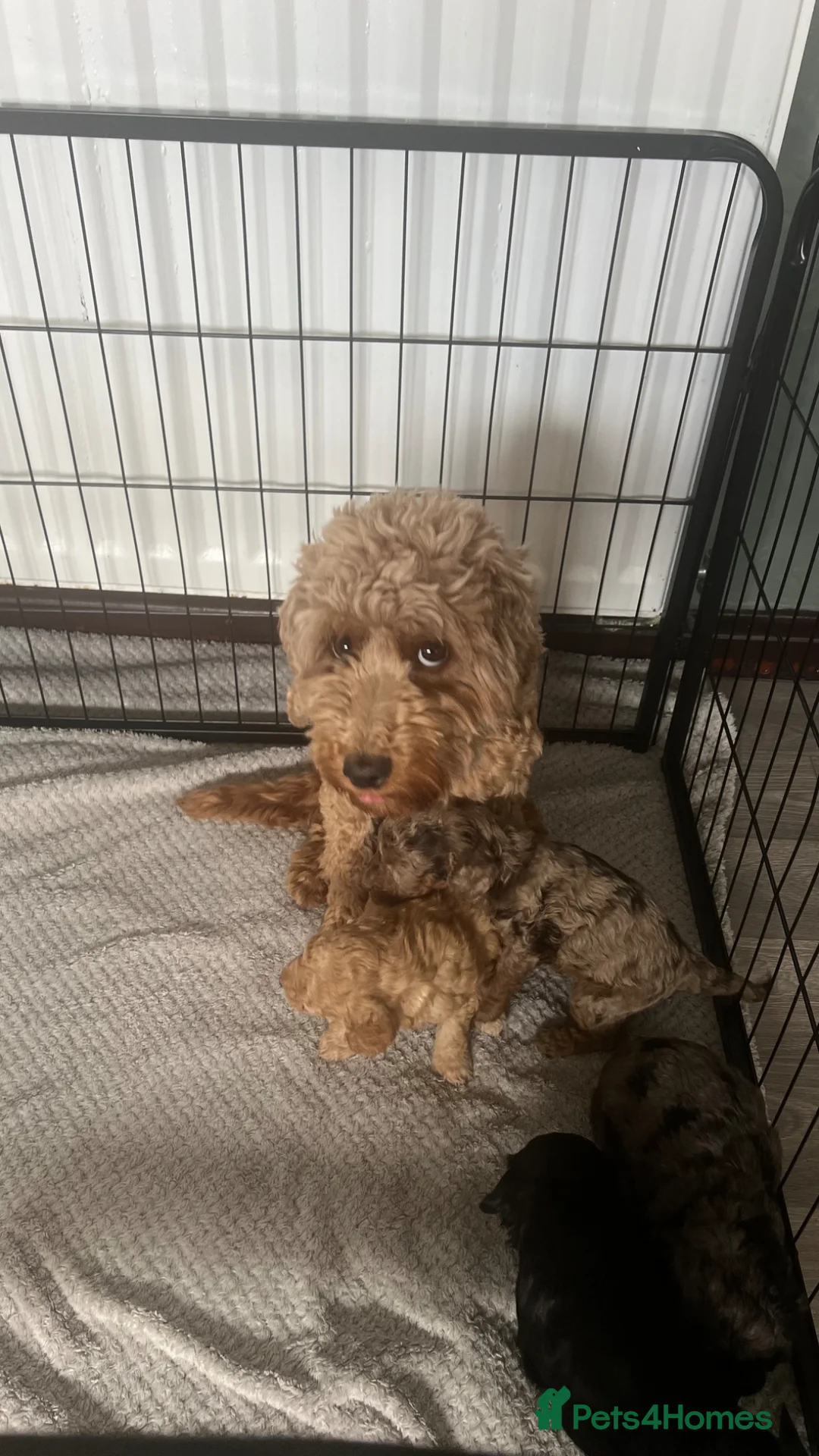 Cockapoo dogs for sale: Beautiful Minature F2B Cockapoos - Advert 2