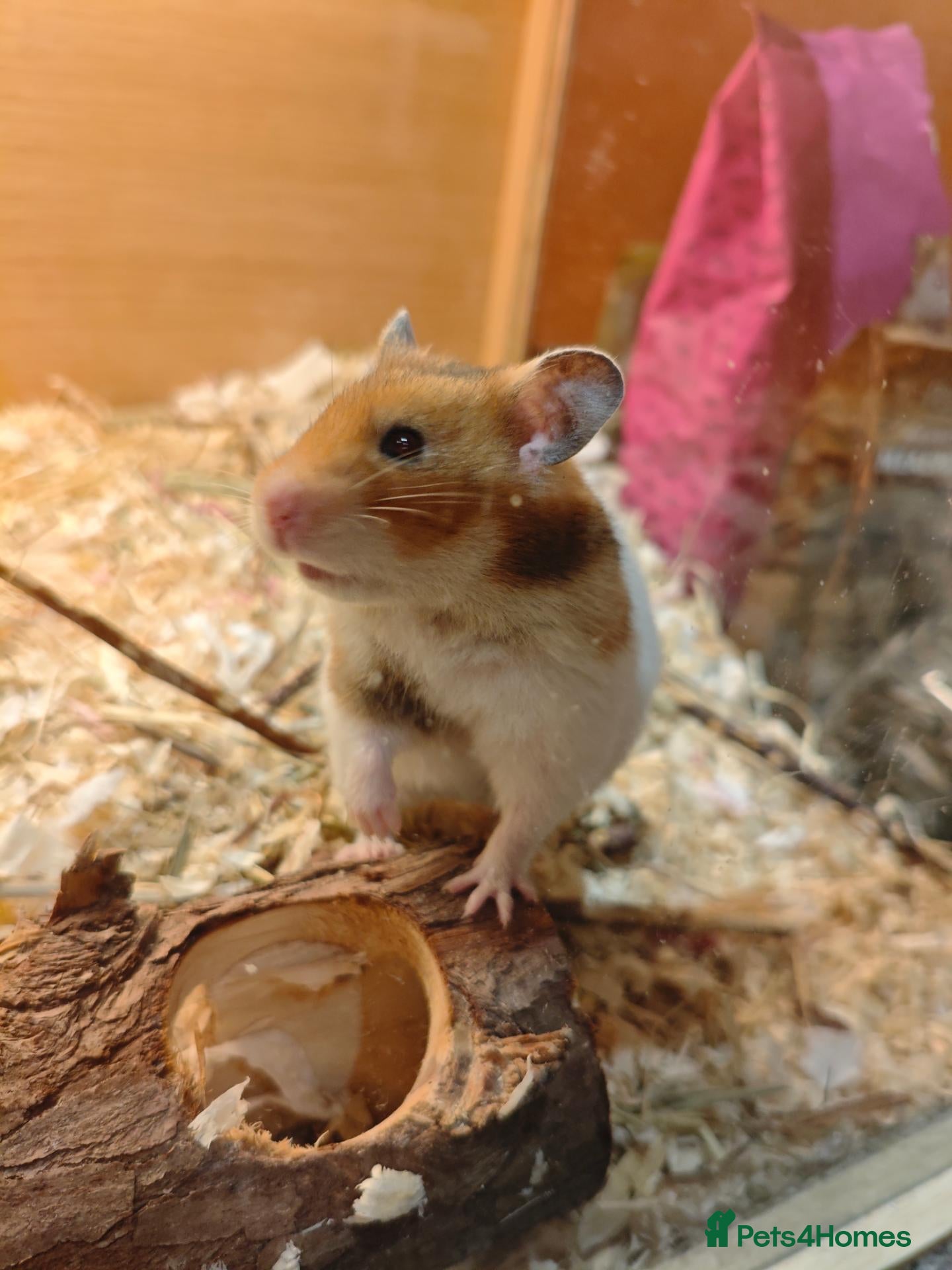 Hamster rodents Baby syrain hamsters - Advert 1