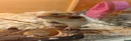 Hamster rodents for sale: Baby syrain hamsters - Advert 1