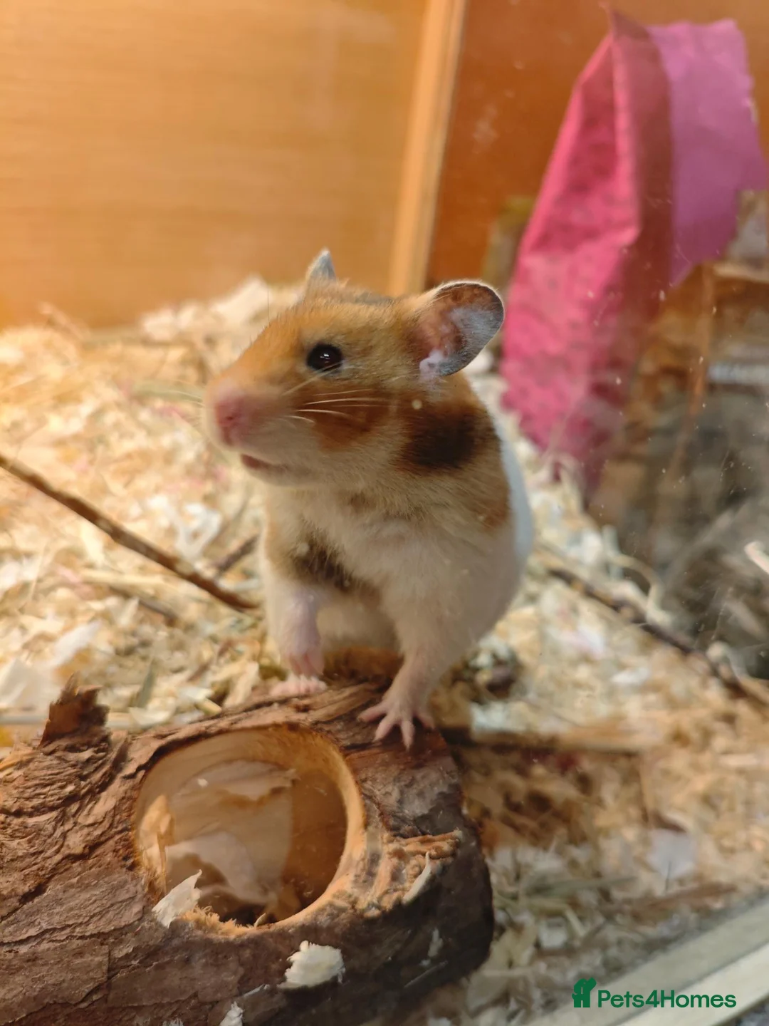 Hamster rodents for sale: Baby syrain hamsters - Advert 1