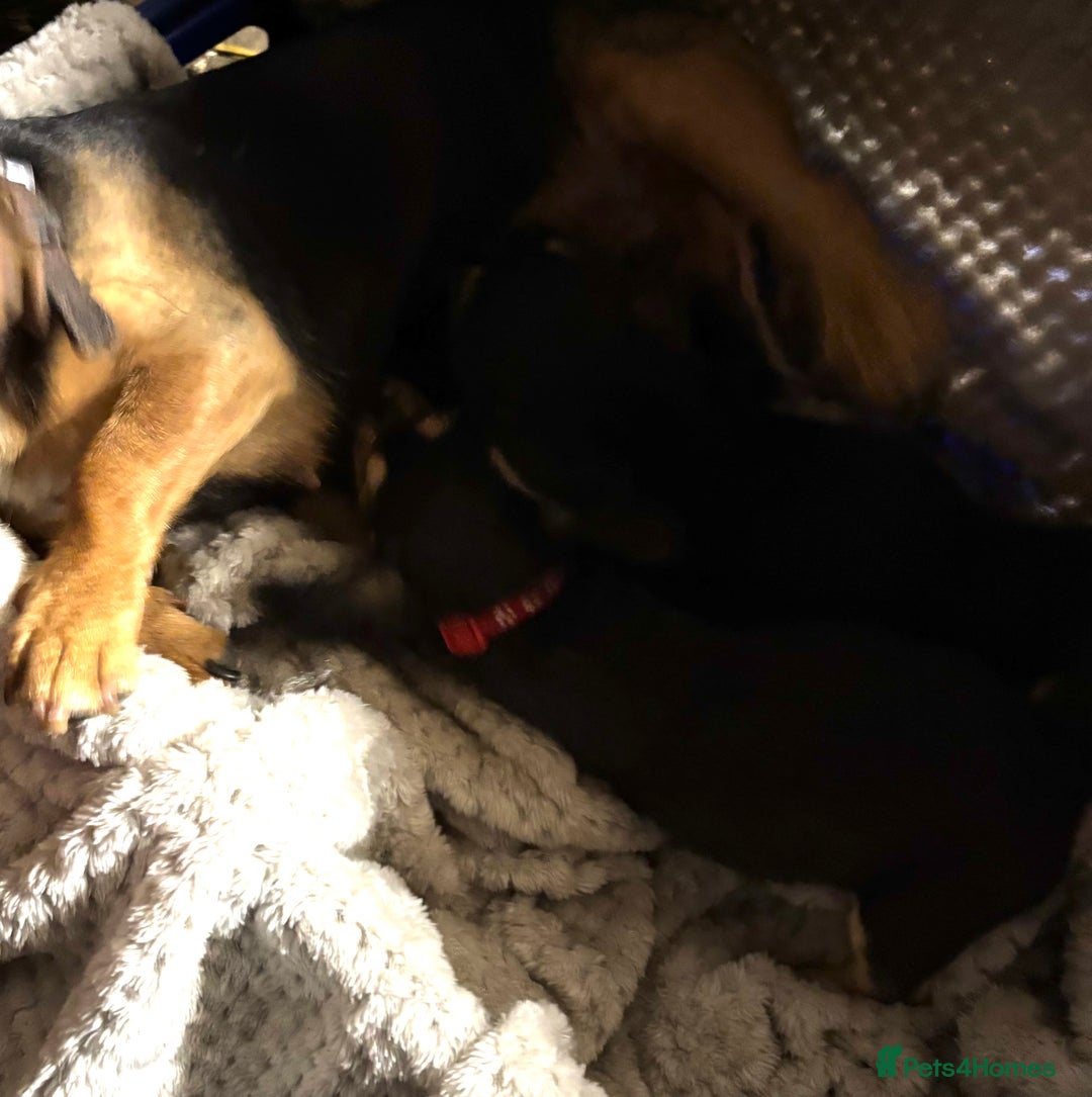 Jackapoo dogs for sale: Adorable Jackapoo puppies  - Image 9