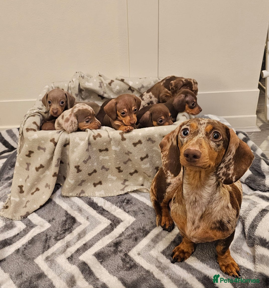 Miniature Dachshund dogs for sale: Stunning miniature dachshund puppies - Advert 9