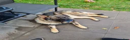 German Shepherd dogs for sale: 16 month German Shepherd  in Birmingham - Advert 4