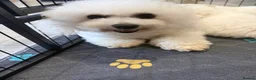 Bichon Frise dogs for sale: Exquisite KC Reg Bichon Frise Outstanding Pedigree - Advert 6