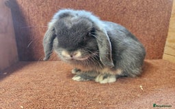 Mini Lop rabbits for sale: Pure Blue Otter mini lop buck.  Vaccinated  - Image 5