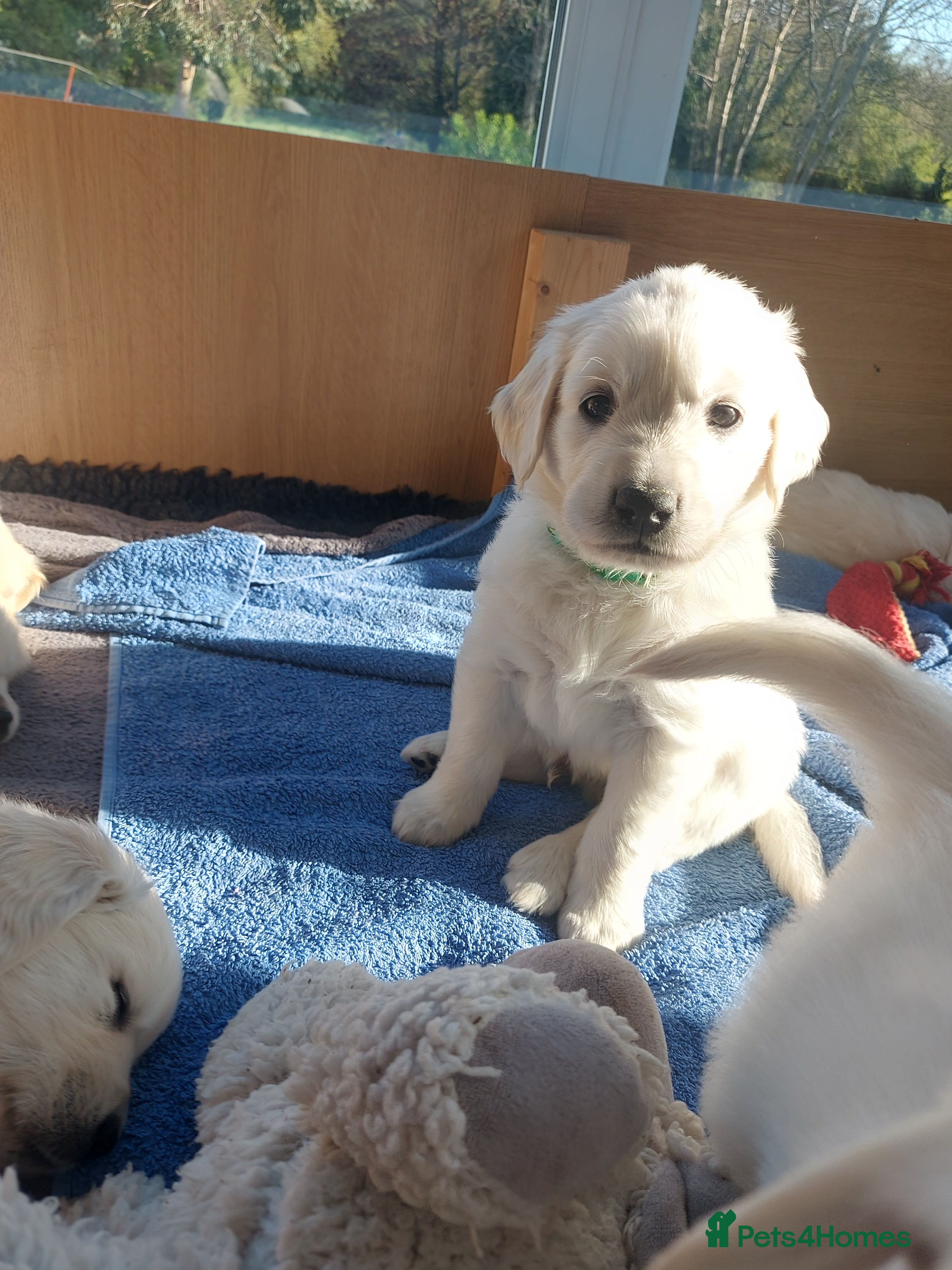 Golden Retriever dogs KC registered Golden Retriever Puppies *7 Males* - Advert 2