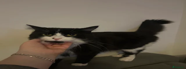 Ziggy