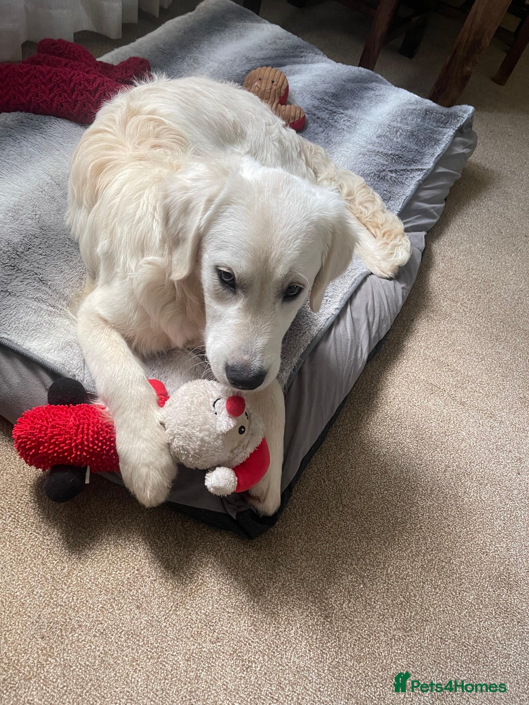 Golden Retriever dogs for sale: Golden retriever  - Advert 3