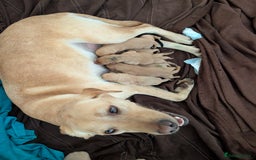 Labrador Retriever dogs for sale: Stunning litter of Labrador retriever pups  - Advert 38