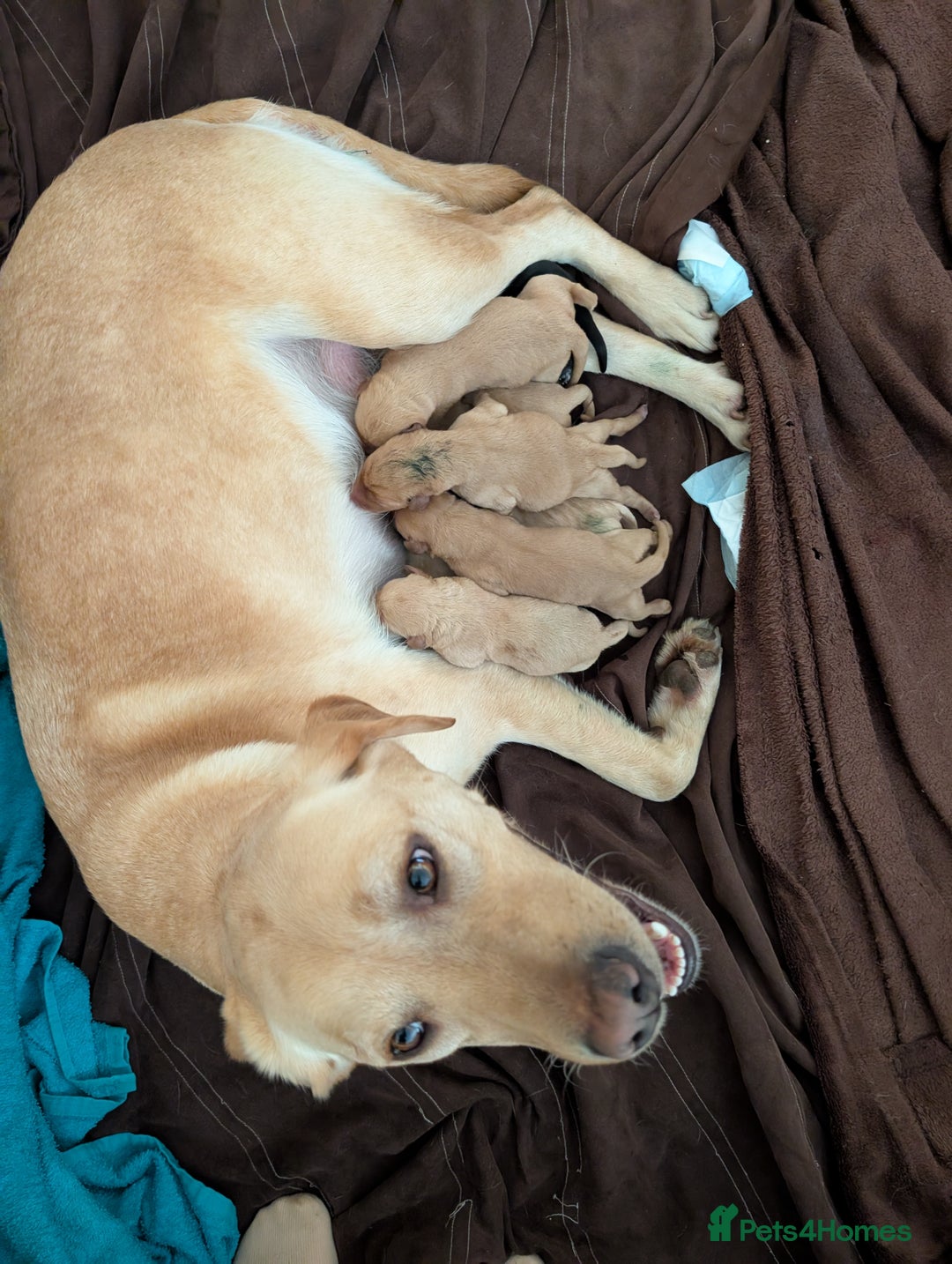 Labrador Retriever dogs for sale: Stunning litter of Labrador retriever pups  - Advert 38