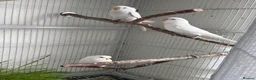 Budgerigars birds for sale: Young Budgies - Advert 4