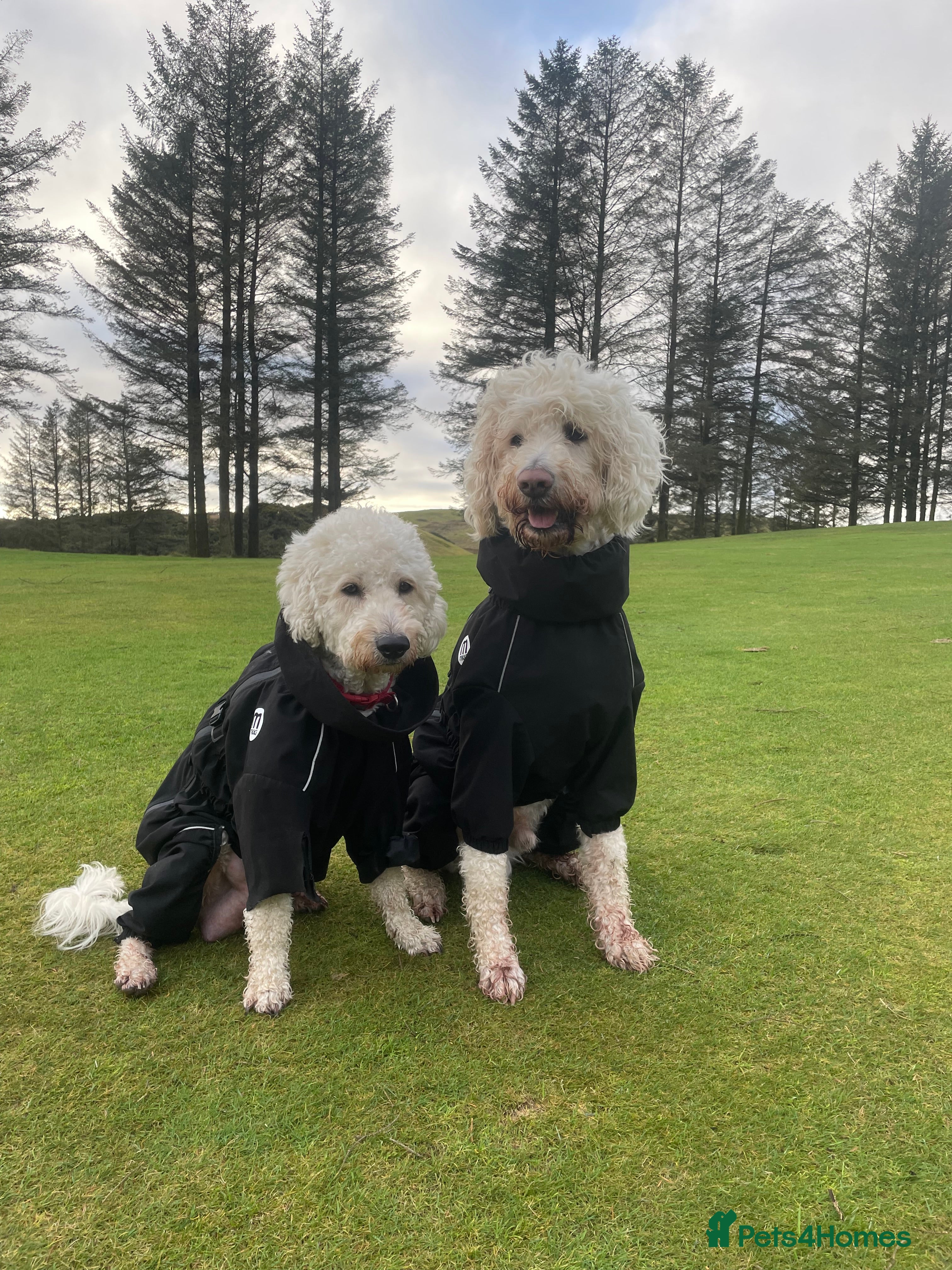 Goldendoodle dogs F3 Golden doodle puppies  - Advert 3