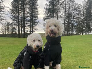 Goldendoodle dogs F3 Golden doodle puppies - Advert 13