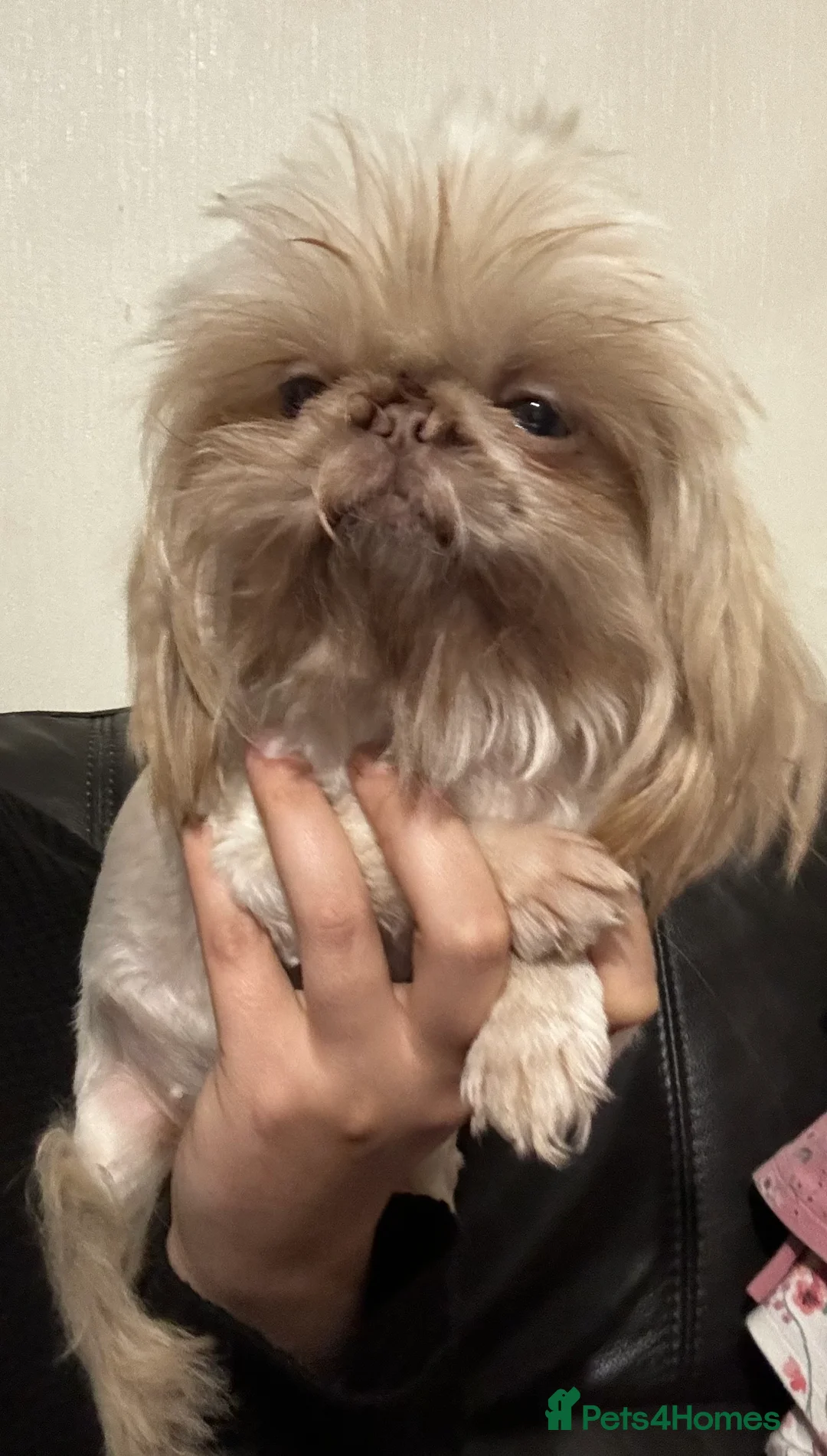 Shih Tzu dogs for sale: Kc reg Two 19 month old imperial female Shih Tzus  - Advert 3