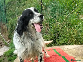 English Setter dogs in Woking - Advert 4