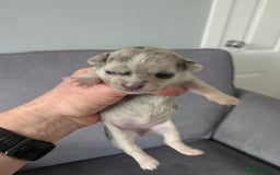 Chihuahua dogs for sale: Stunning merle Chihuahua puppies  - Image 11