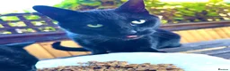 Mixed Breed cats for sale: ‼️(URGENT) Cute Cats!!! - Advert 4