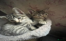 Dwelf cats for sale: Elf Sphynx cross  - Image 8
