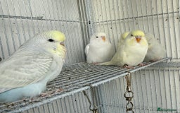 Budgerigars birds for sale: Young budgies happy&healthy in London - Image 17
