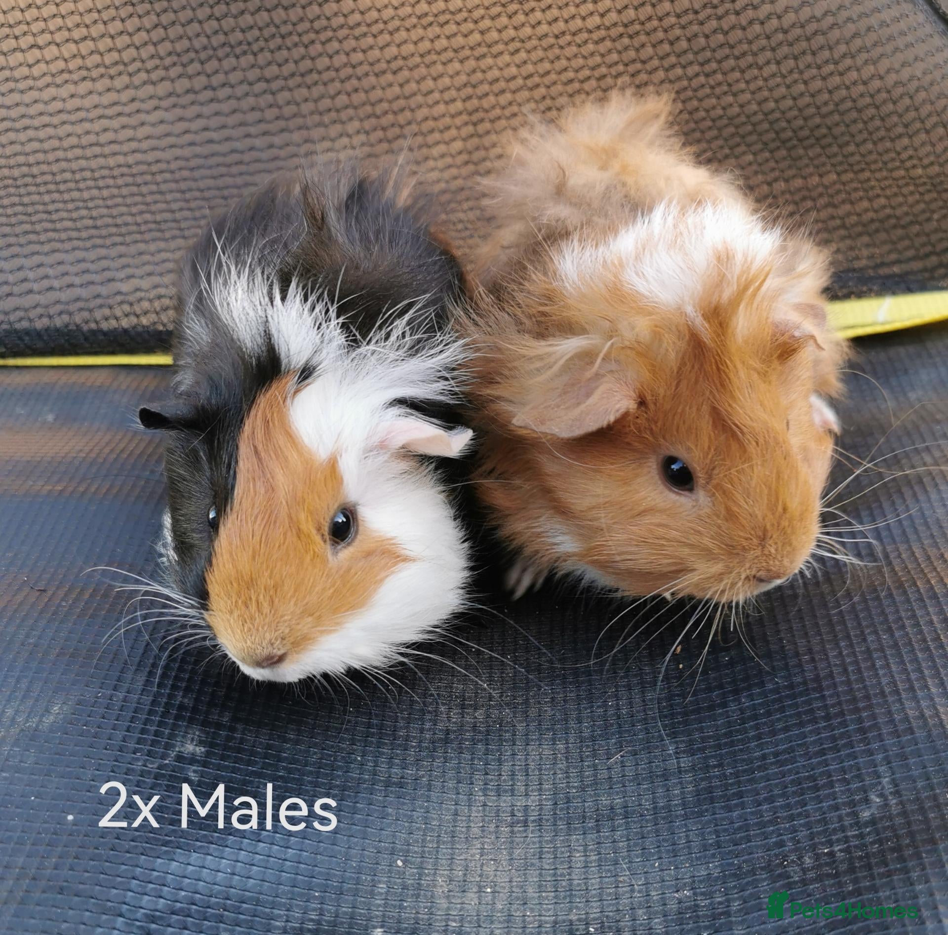 Guinea Pig rodents Baby Guinea Pigs Ready now - Advert 18