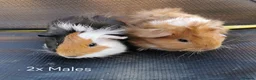 Guinea Pig rodents for sale: Baby Guinea Pigs Ready now in Glastonbury - Advert 3