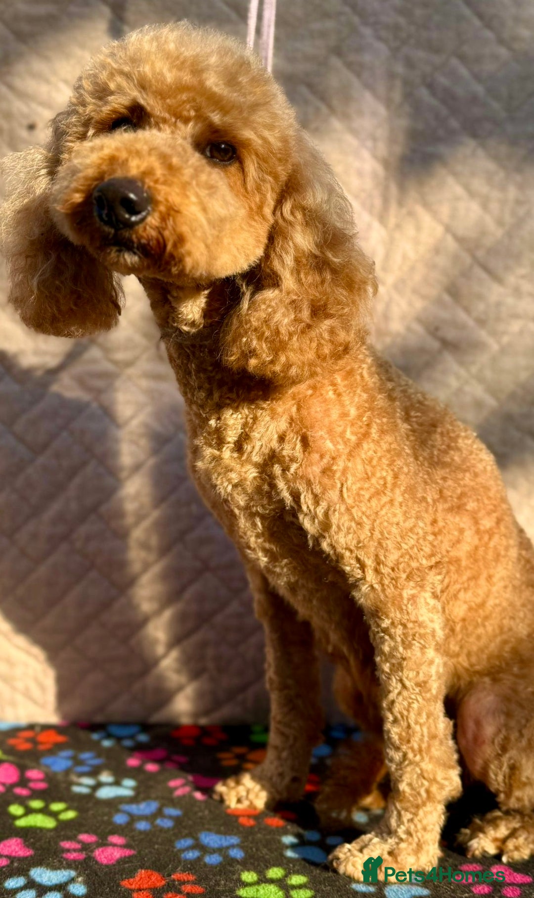 Poodle dogs for adoption: Lucy’s Story: From Neglect to Joy - Image 2