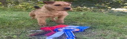 Lakeland Terrier dogs for stud: Proven Red Lakeland Terrier Stud in Builth Wells - Advert 6