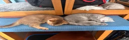 British Shorthair cats for sale: Gorgeous British Shorthair kittens ready to leave. - Advert 8