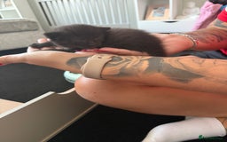 Mixed Breed cats for sale: 2 beautiful female cats **one being half ragdoll** - Image 10