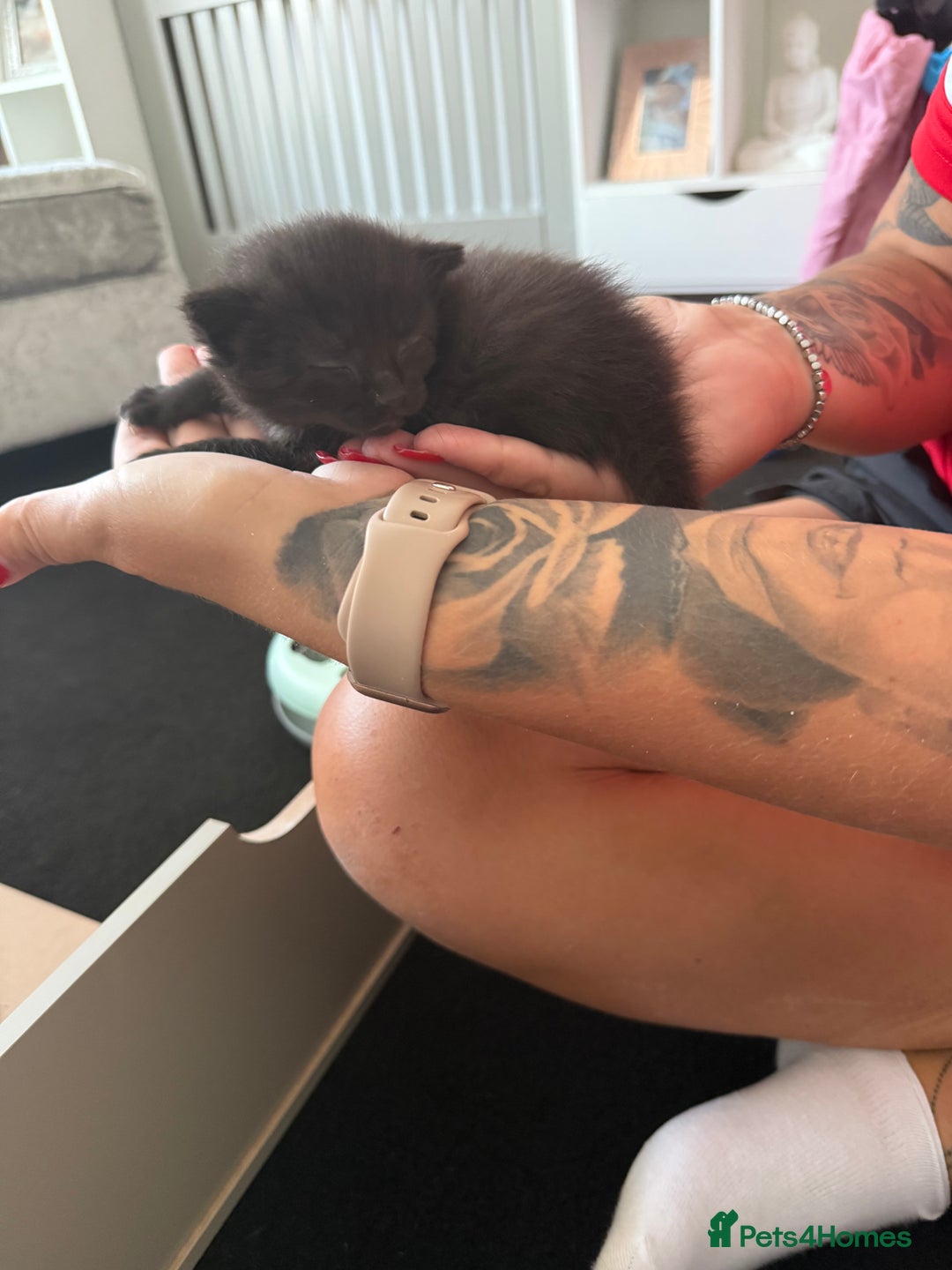 Mixed Breed cats for sale: 2 beautiful female cats **one being half ragdoll** - Image 10