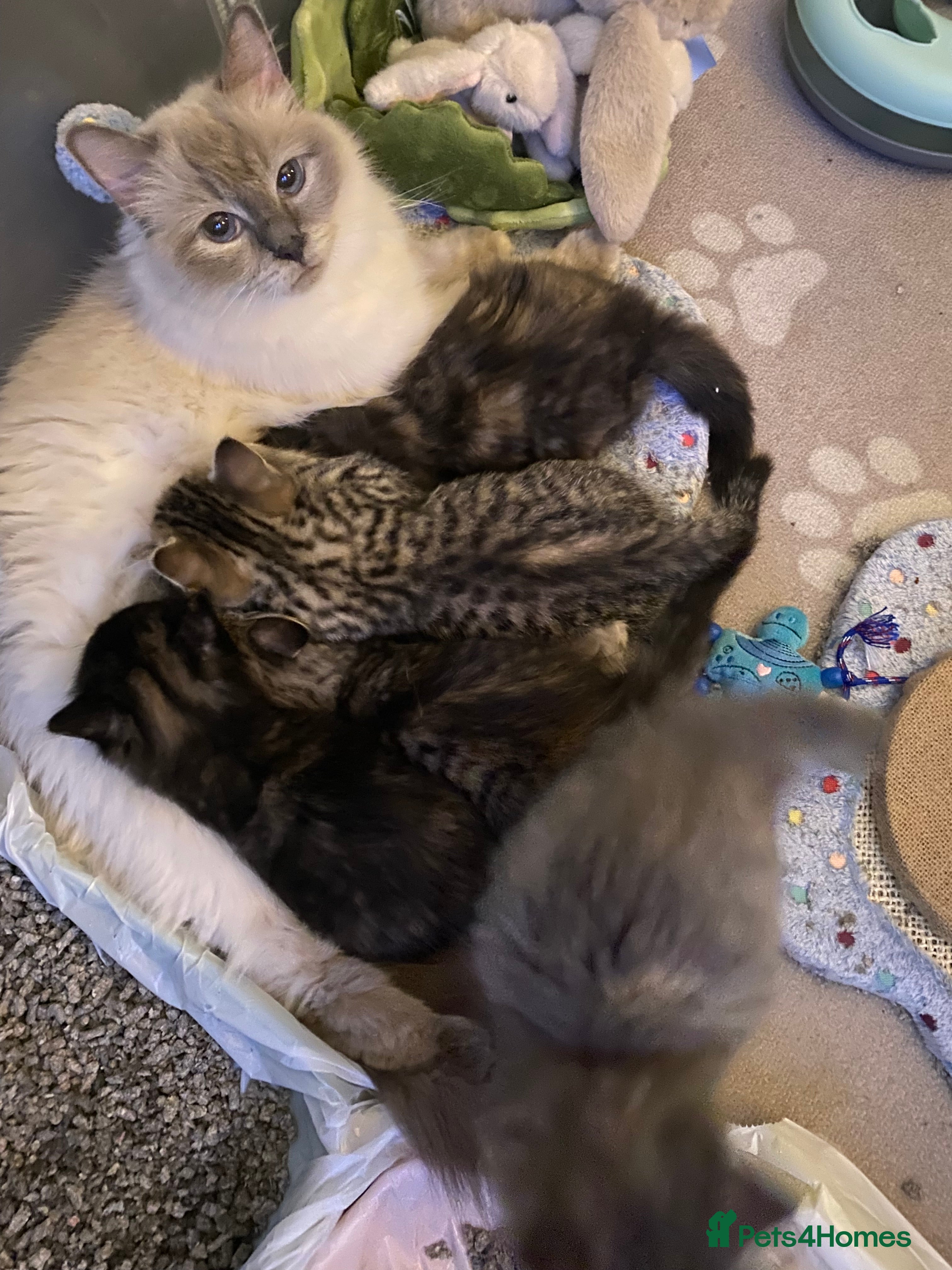 Mixed Breed cats Half Ragdoll kittens for Sale - Advert 2