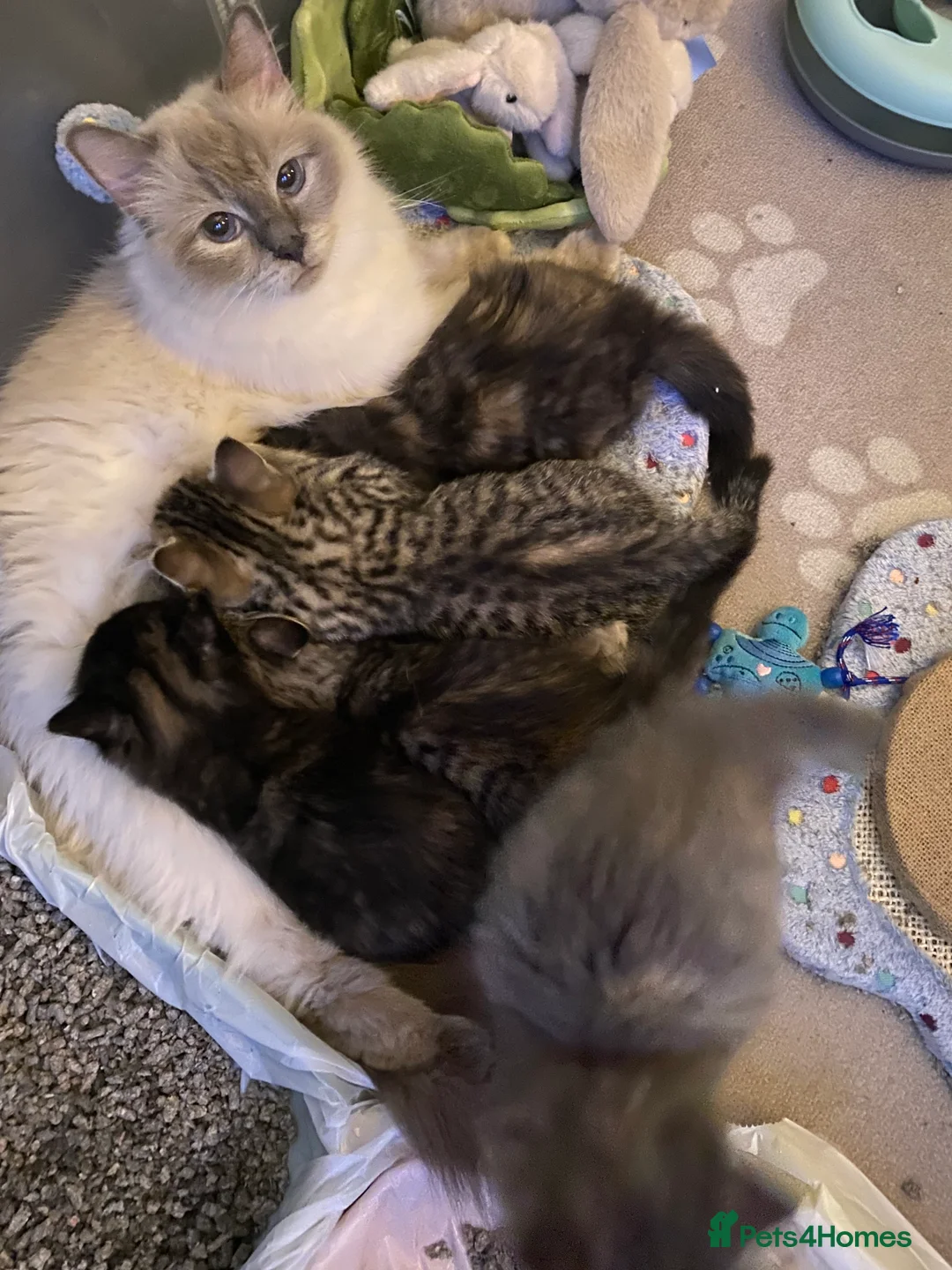 Mixed Breed cats for sale: Half Ragdoll kittens for Sale in Glasgow - Advert 2