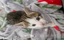 Mixed Breed cats for sale: 3 kittens left looking for there forever homes - Image 2