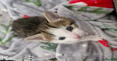 Mixed Breed cats - Advert 5