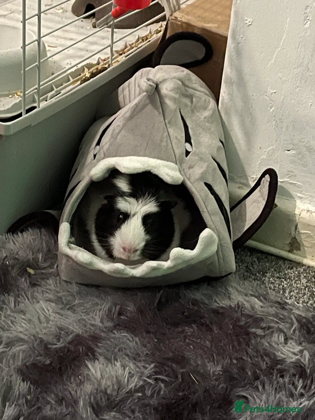 Guinea Pig rodents for sale: 2 bonded male guinea pigs in Chesterfield - Advert 5