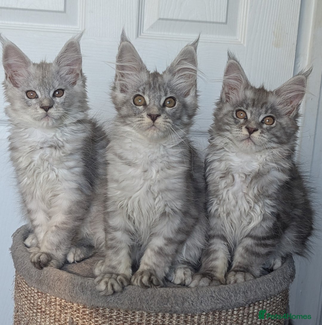 Maine Coon cats for sale: Maine coon kittens, Tica registered  - Image 35