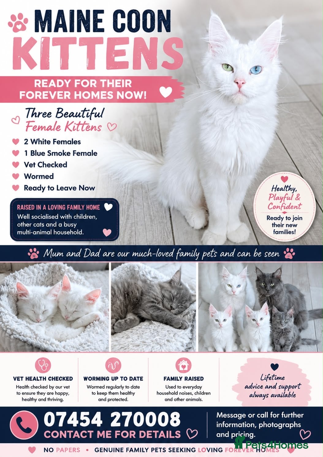 Maine Coon cats Mainecoon Stunning - Advert 1