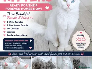 Maine Coon cats for sale: Mainecoon Stunning - Advert 1