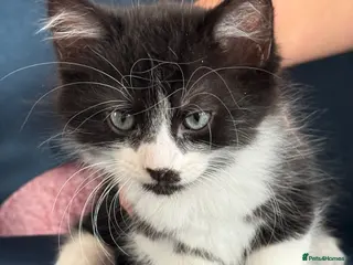 Mixed Breed cats * 7 BEAUTIFUL KITTENS * 4 FEMALE AND 3 MALE * - Advert 1
