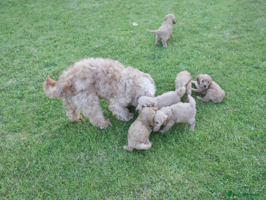 Cavapoo dogs for sale: Quality Health Tested F1b Miniature Cavapoos - Advert 13