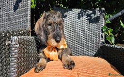 Dachshund dogs for sale: Outstanding Standard Wire haired Dachshund puppies - Image 10