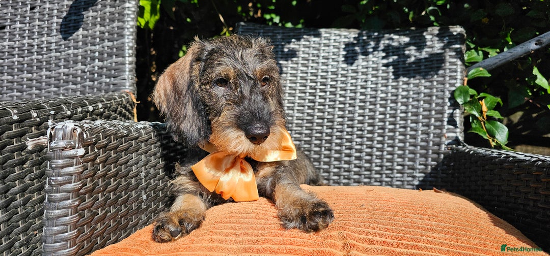 Dachshund dogs for sale: Outstanding Standard Wire haired Dachshund puppies - Image 10
