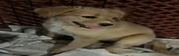 Mixed Breed dogs for sale: Gorgeous healthy happy puppies ready to go in Dulverton - Advert 2