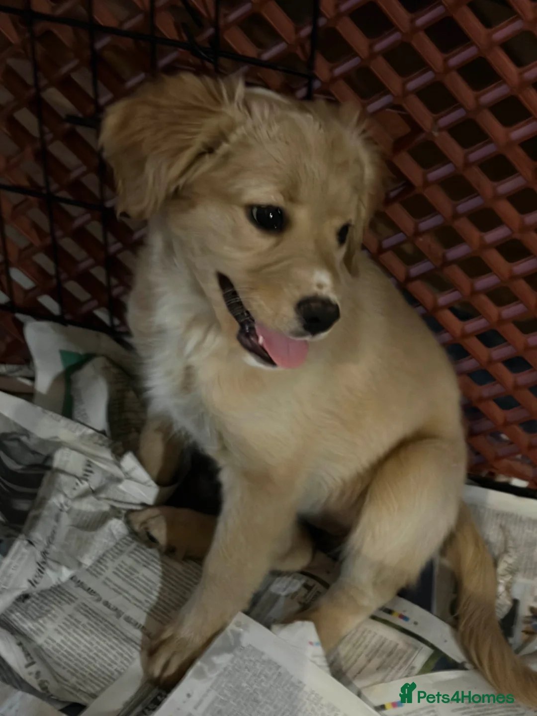 Mixed Breed dogs for sale: Gorgeous healthy happy puppies ready to go in Dulverton - Advert 2