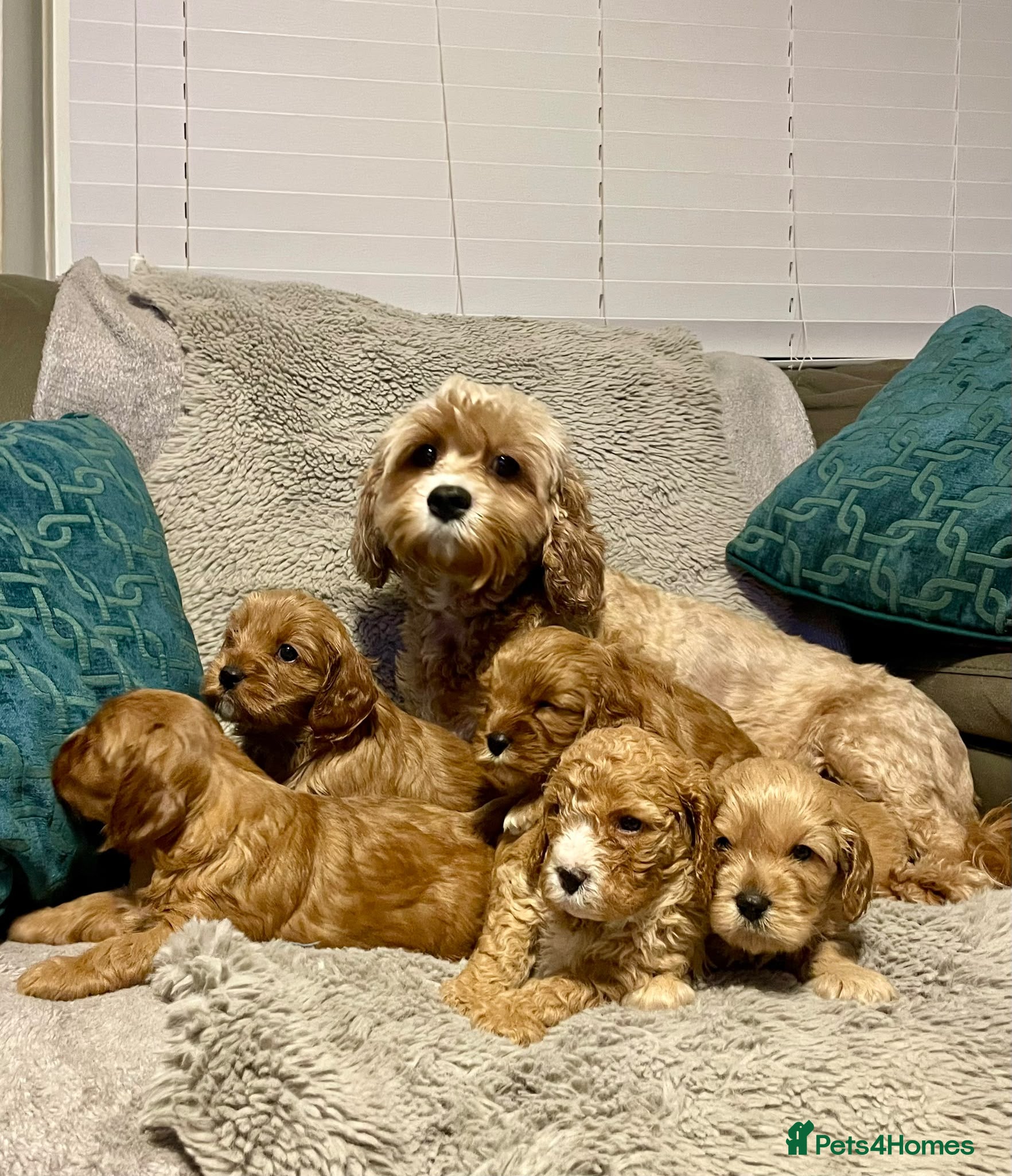Cavapoo dogs Stunning Red toy F2B cavapoo - Advert 1