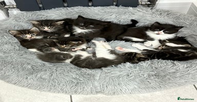 Mixed Breed cats - Advert 8