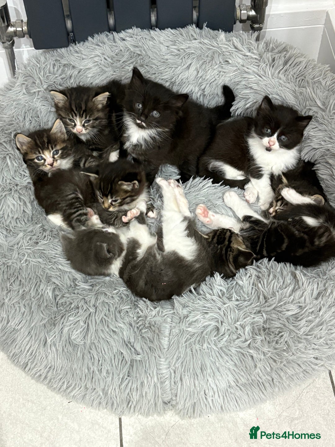 Mixed Breed cats for sale: Ragdoll cross  - Image 2
