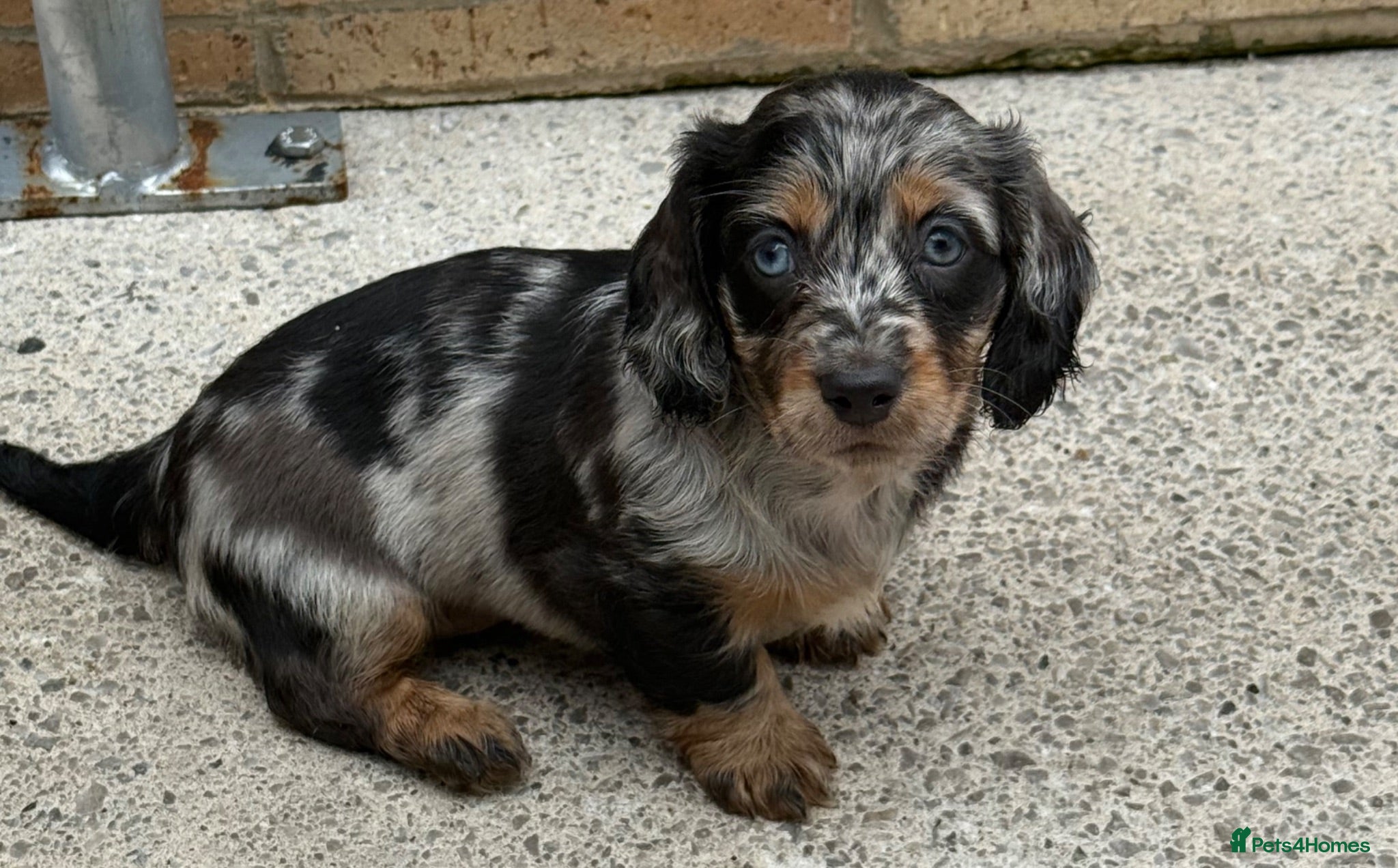 Dachshund dogs 9 Dachshunds available  - Advert 1
